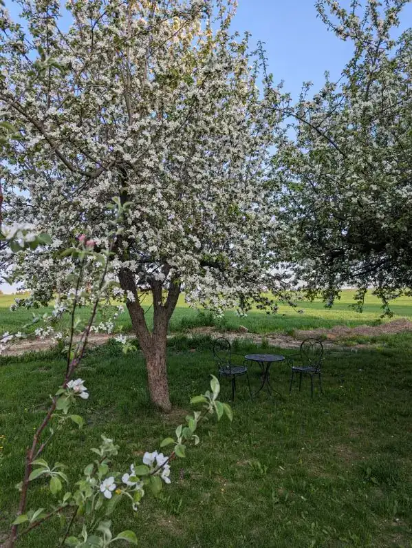Apple and pear orchard